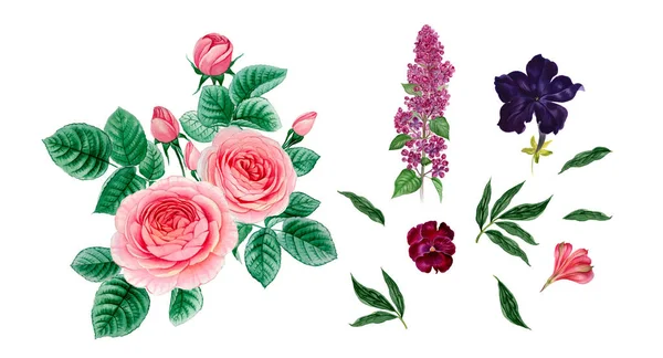 pembe ve mor çiçekler. sulu boya çiçekler. Şakayık şube. Gül dalı. izole bırakır.