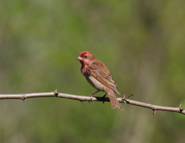 Ormandaki kırmızı kuş