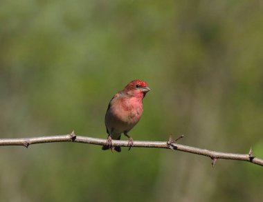 Ormandaki kırmızı kuş