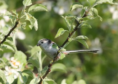çiçek açan bahçedeki küçük kuş