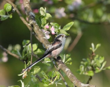 çiçek açan bahçedeki küçük kuş