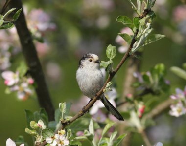 çiçek açan bahçedeki küçük kuş