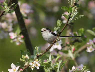çiçek açan bahçedeki küçük kuş