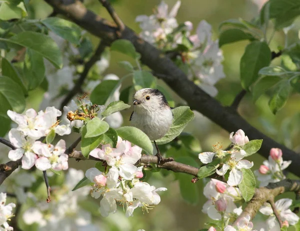 çiçek açan bahçedeki küçük kuş