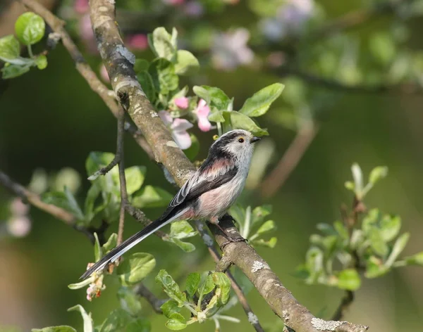 çiçek açan bahçedeki küçük kuş