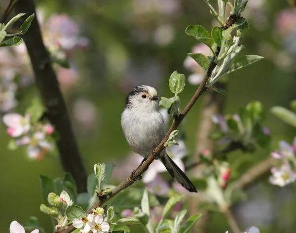 çiçek açan bahçedeki küçük kuş