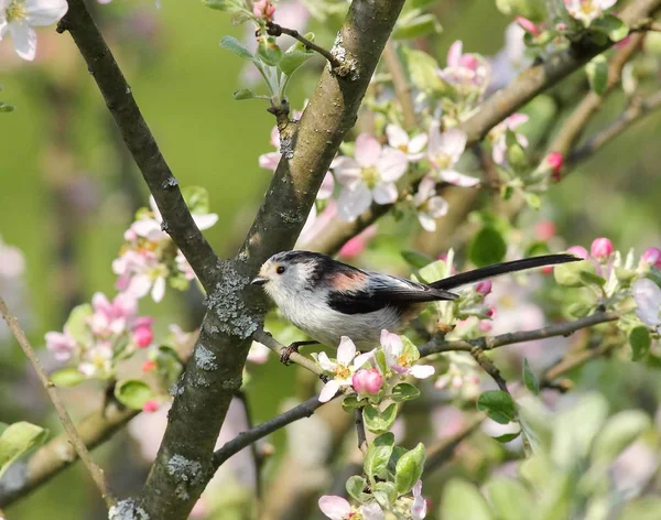 çiçek açan bahçedeki küçük kuş