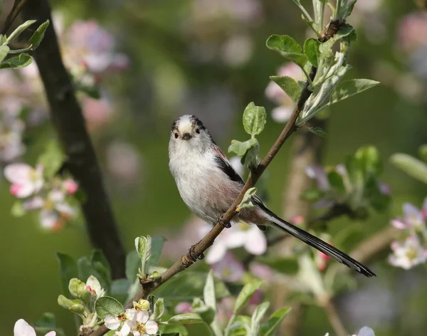 çiçek açan bahçedeki küçük kuş