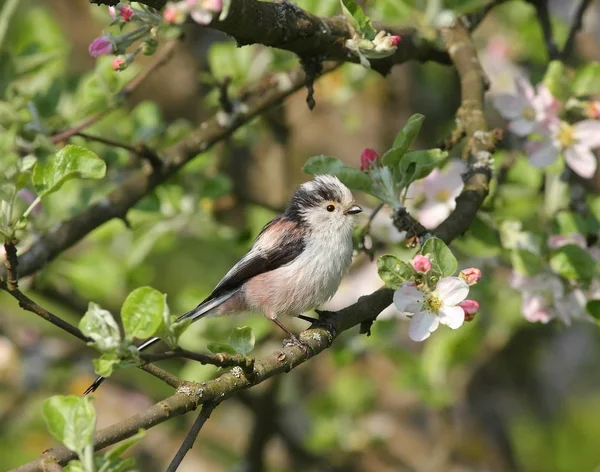 çiçek açan bahçedeki küçük kuş