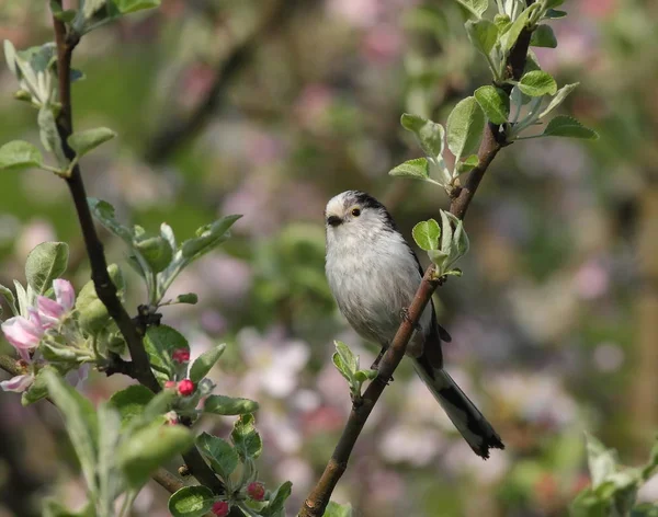 çiçek açan bahçedeki küçük kuş