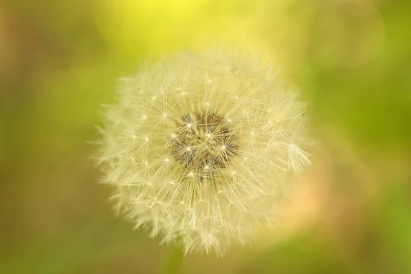 Löwenzahn Sonne Luft Weiße Luftblume Sonnenstrahl Während Eines Spaziergangs Fliegt — Stockfoto