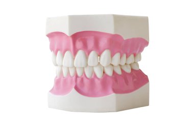 Dentures Dental Teeth Model Clear Gum  For Medical Science clipart