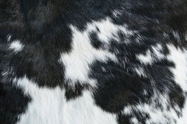 Cow skin close-up clipart