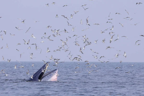 布赖德的鲸鱼吃鱼 周围有很多鸟 — 图库照片