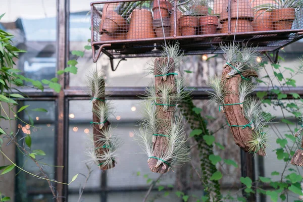 Torkad Tillandsia Bunden Bitar Träpinne Trädgård Interiör Industriell Rustik Stil — Stockfoto