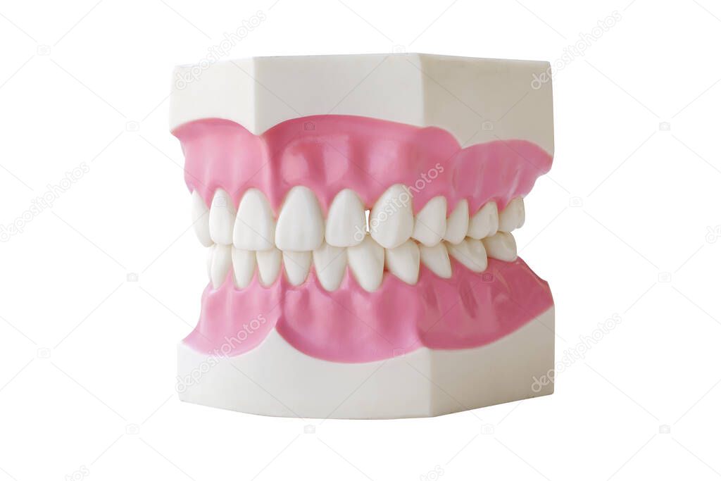Dentures Dental Teeth Model Clear Gum  For Medical Science