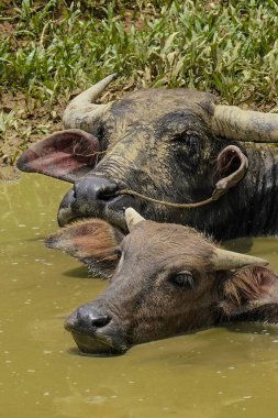 Su bufaloları kendilerini küçük bir havuzda ıslatıyorlar.