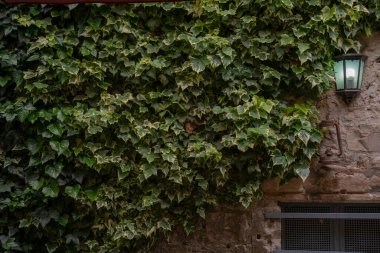 Duvarda ışık saçan yapraklar