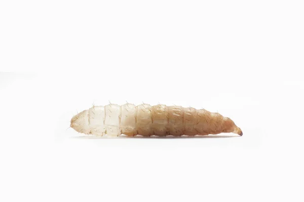 Larva Processo Muda Fundo Branco Larva Mosca Soldado Preto — Fotografia de Stock