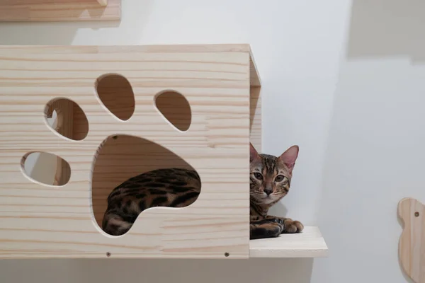 Bengal cat chilling in wall hanging wooden box