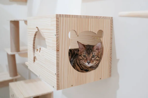 Bengal cat sitting in the wall hanging wooden box for pet climbing activity