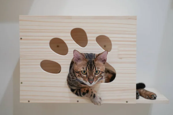 Bengal kedisi duvarda asılı ahşap bir kutuda soğuyor.
