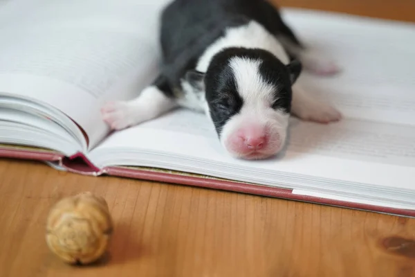 New born puppy sleeping on an opened book