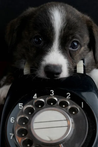 Štěně Odpočívá Hlavu Černém Retro Telefonu — Stock fotografie