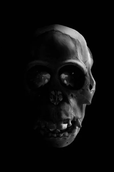 暗い環境で恐ろしい猿の頭蓋骨の静止生活写真 — ストック写真