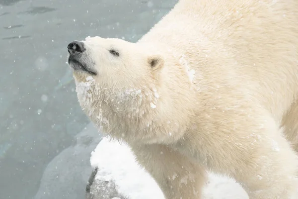 Urso Polar Olhando Para Cima Lagoa Durante Inverno — Fotografia de Stock