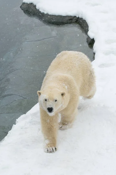 Urso Polar Caminhando Chão Neve — Fotografia de Stock