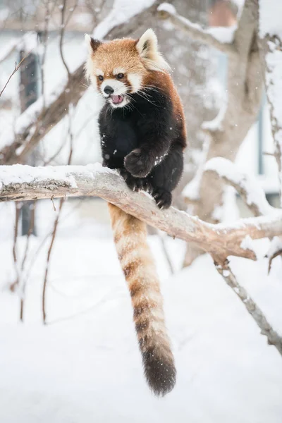 Panda Vermelho Galho Árvore Inverno Com Ambiente Nevado — Fotografia de Stock