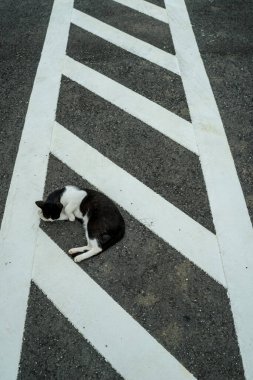 Kedi park boyasının üzerinde yerde yatıyor.