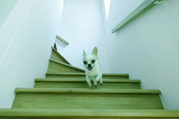 Chihuahua Houten Trap — Stockfoto