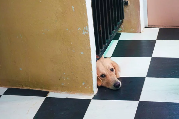 Собака Пытающаяся Пройти Через Забор Засунула Голову Щель Между Забором — стоковое фото