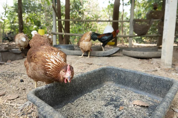 地面のバケツから穀物を食べながら後ろを振り返る編 — ストック写真