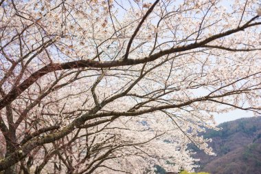 Sakura Japonya 'da çiçek açıyor.