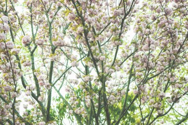 Sakura Japonya 'da çiçek açıyor, renk filtresi uygulanıyor