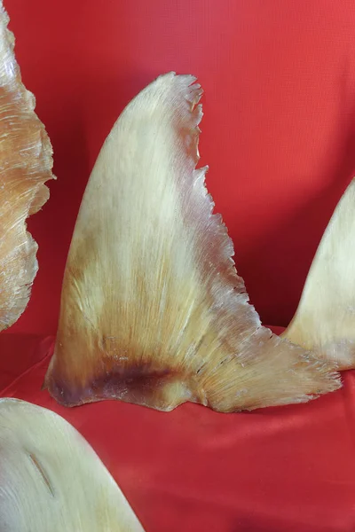 Cápauszony Híres Kínai Luxus Élelmiszer Kirakat Vörös Szövet — Stock Fotó