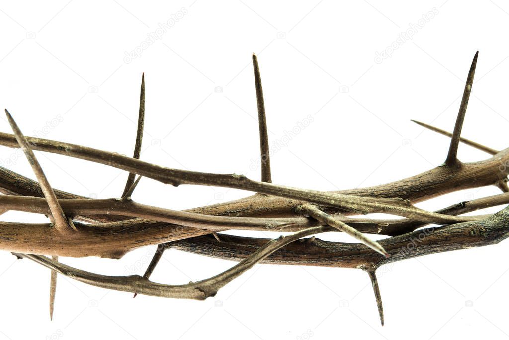 Close up photograph of branches with thorns isolated on white background