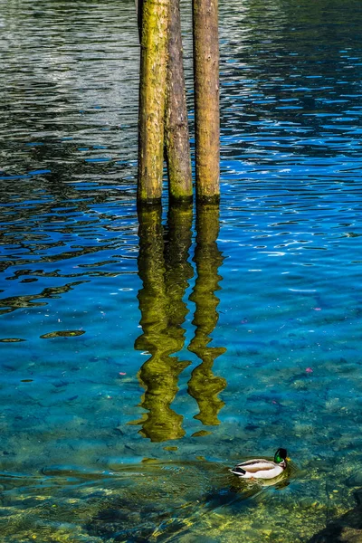 Anatra Nuotare Nel Lago Con Tronchi Legno Loro Riflessi — Foto Stock