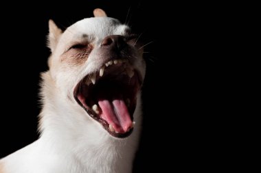 Küçük köpek, Chihuahua, karanlık arka planda esniyor.