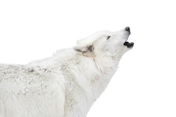 Bílý Vlk Pláče Izolované Bílém Pozadí — Stock fotografie