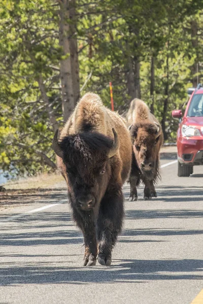 Bisons Sétál Úton Ami Némi Autó Forgalom Késést Okoz Yellowstone — Stock Fotó