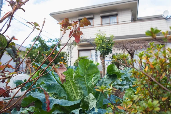 Grönsaksodling Hushållsträdgård Japansk Odling Ätliga Ekologiska Grönsaker Egen Bakgård — Stockfoto