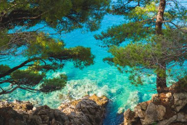 Deniz kıyısında, turkuaz deniz suyunun arka planına sahip ağaç dalları.