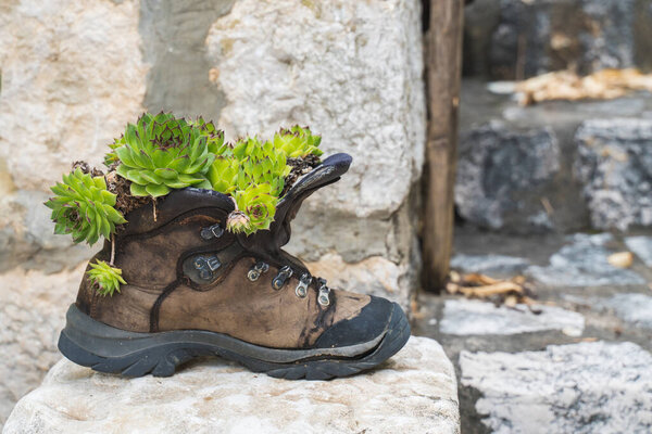Cactus in worn out leather old shoe, decoration in backyard