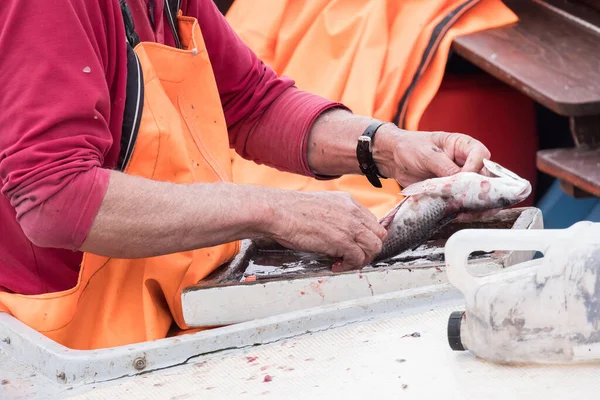 Man Removing Guts Trout — Stock Photo, Image