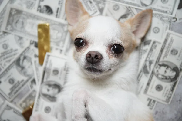 小さな犬 Chihuahua ドル紙幣や金の破片に横たわっていた — ストック写真