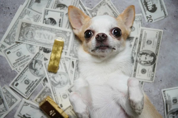 Маленькая Собачка Чихуахуа Лежит Долларовых Купюрах Золотых Монетах — стоковое фото